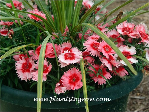 I wish the plants would look like this the entire season but a few weeks after this shot I had to cut them back and wait for the next flush of flowers.